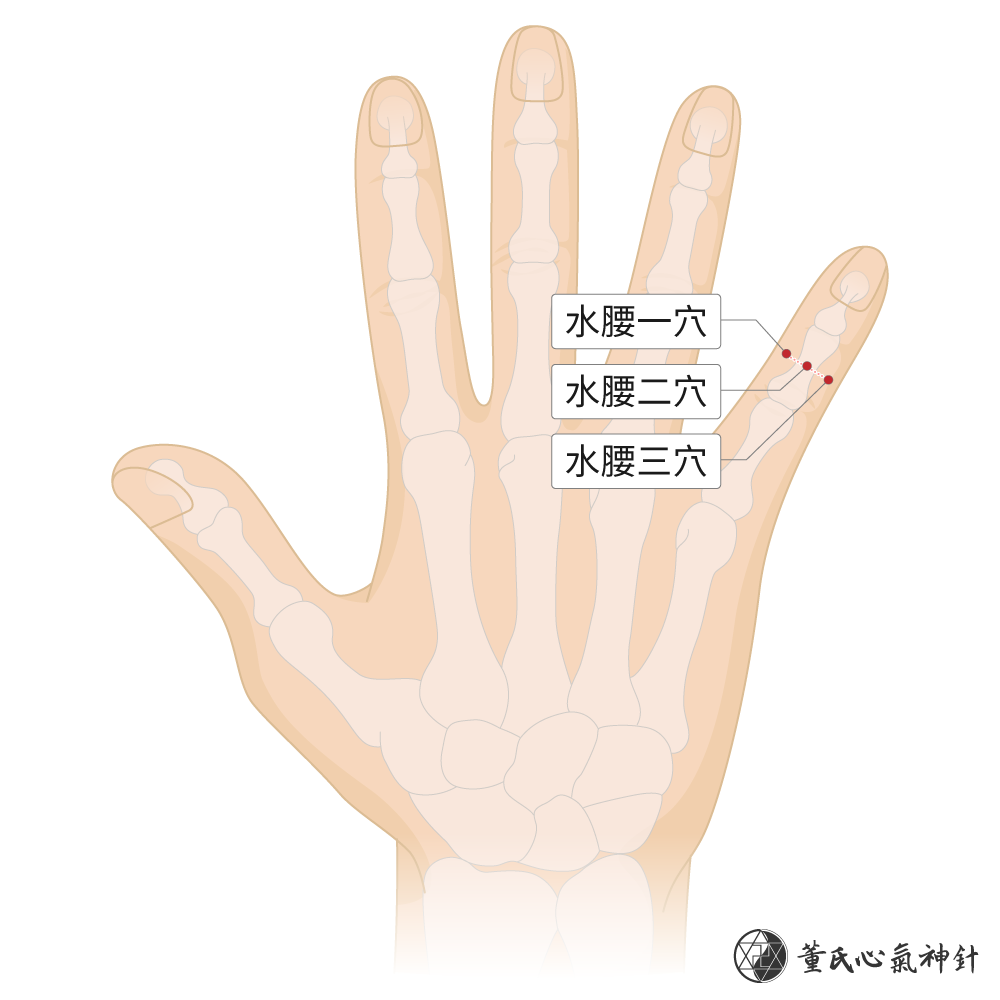 水腰穴位於小指背面水腰區右手示意圖