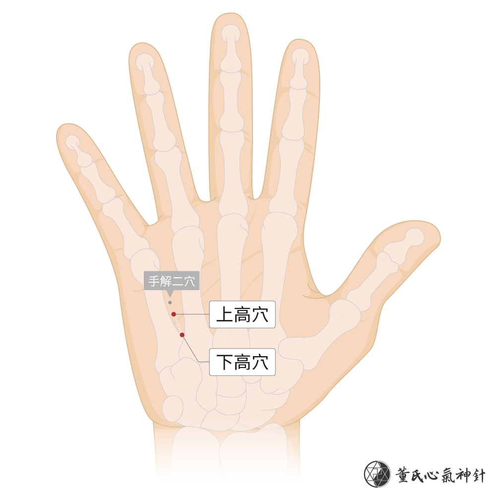 上高穴、下高穴位於四掌骨掌面高區右手示意圖