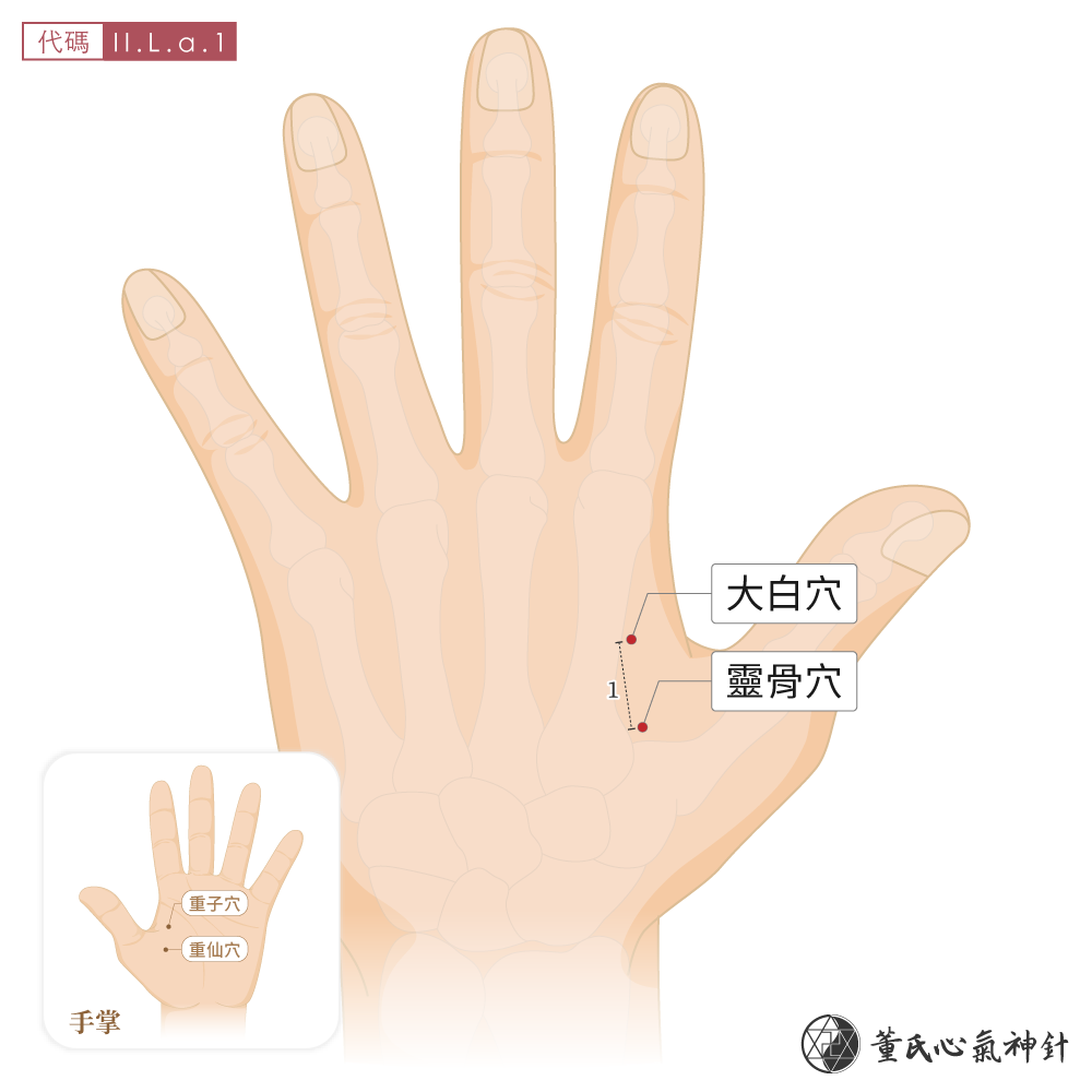靈骨穴、大白穴位於一二掌骨外側靈白區左手示意圖