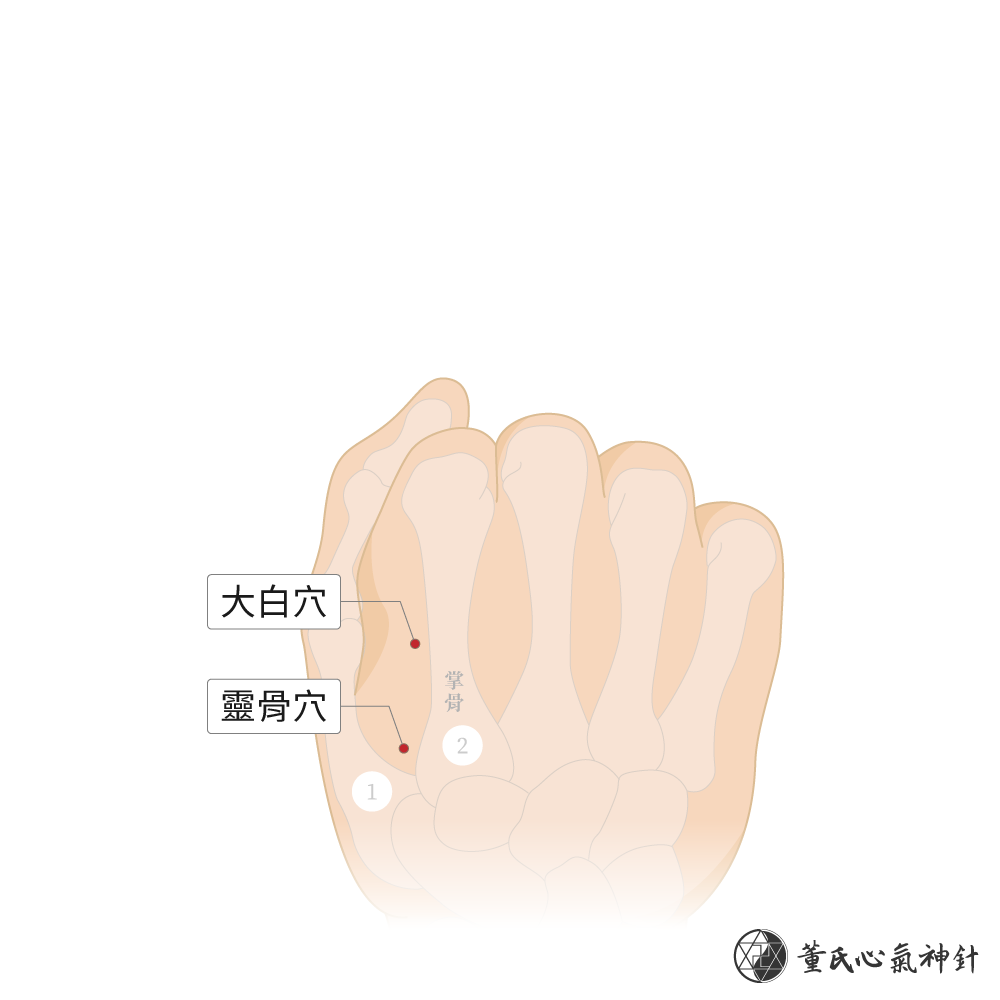 靈骨穴、大白穴位於一二掌骨外側靈白區右手示意圖