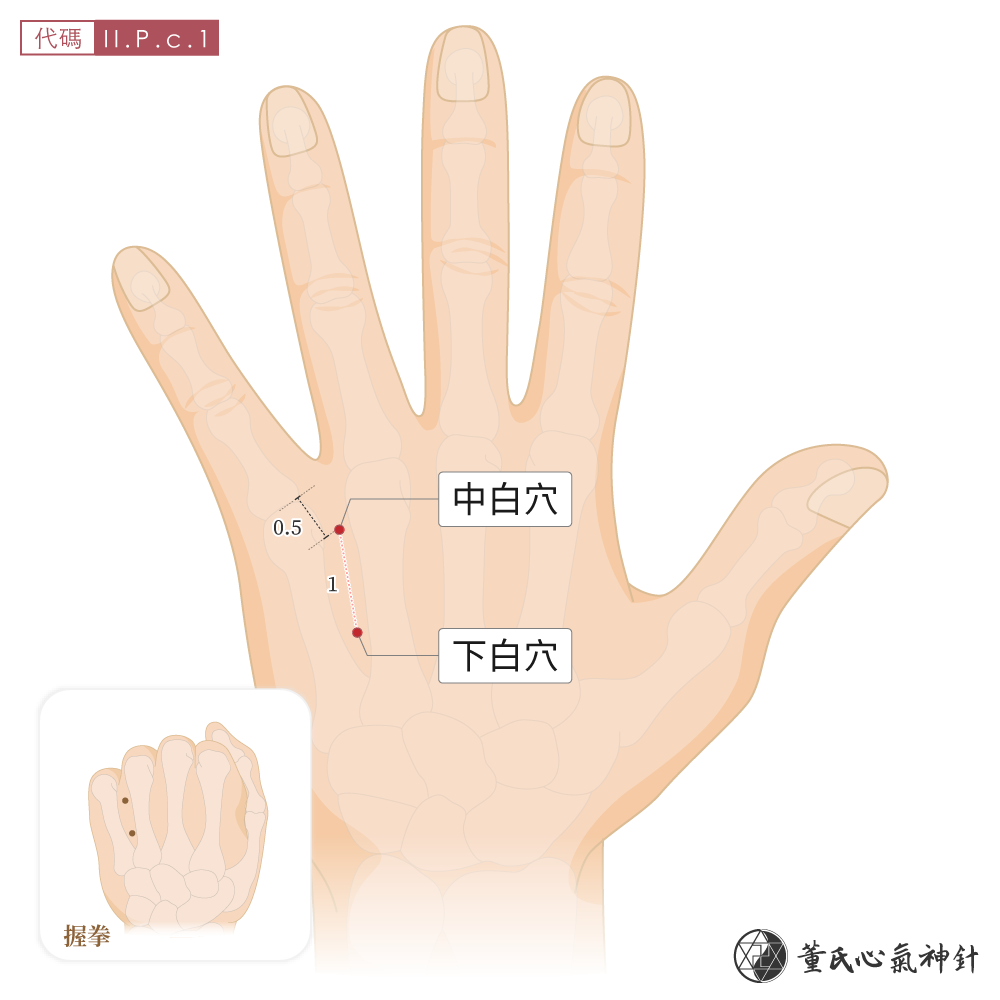 中白穴、 下白穴位於掌骨背面中下白區左手示意圖
