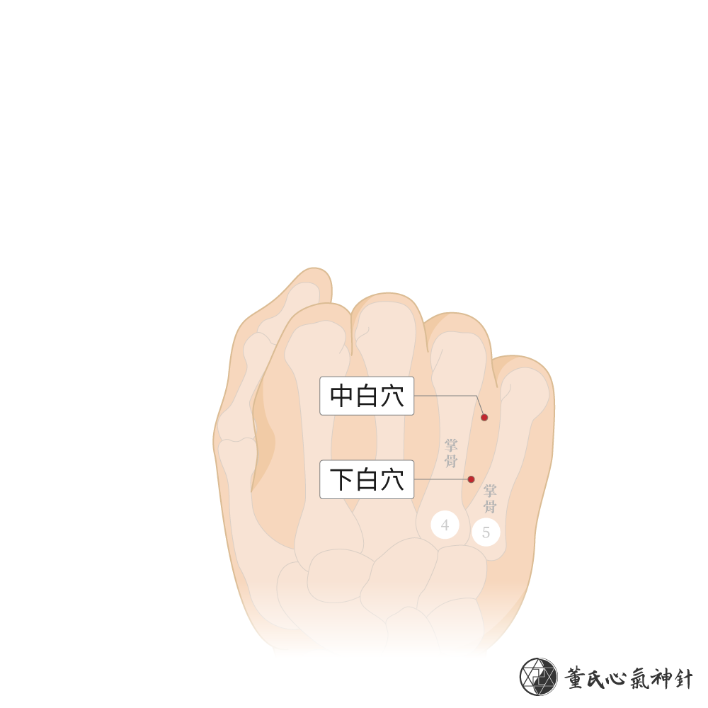 中白穴、 下白穴位於掌骨背面中下白區右手示意圖
