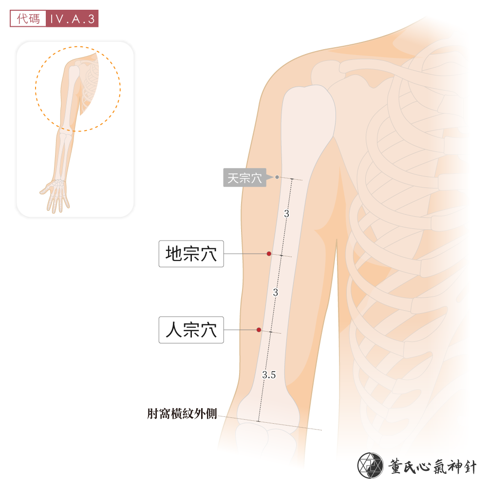 人宗穴、地宗穴位於上臂前側宗區示意圖